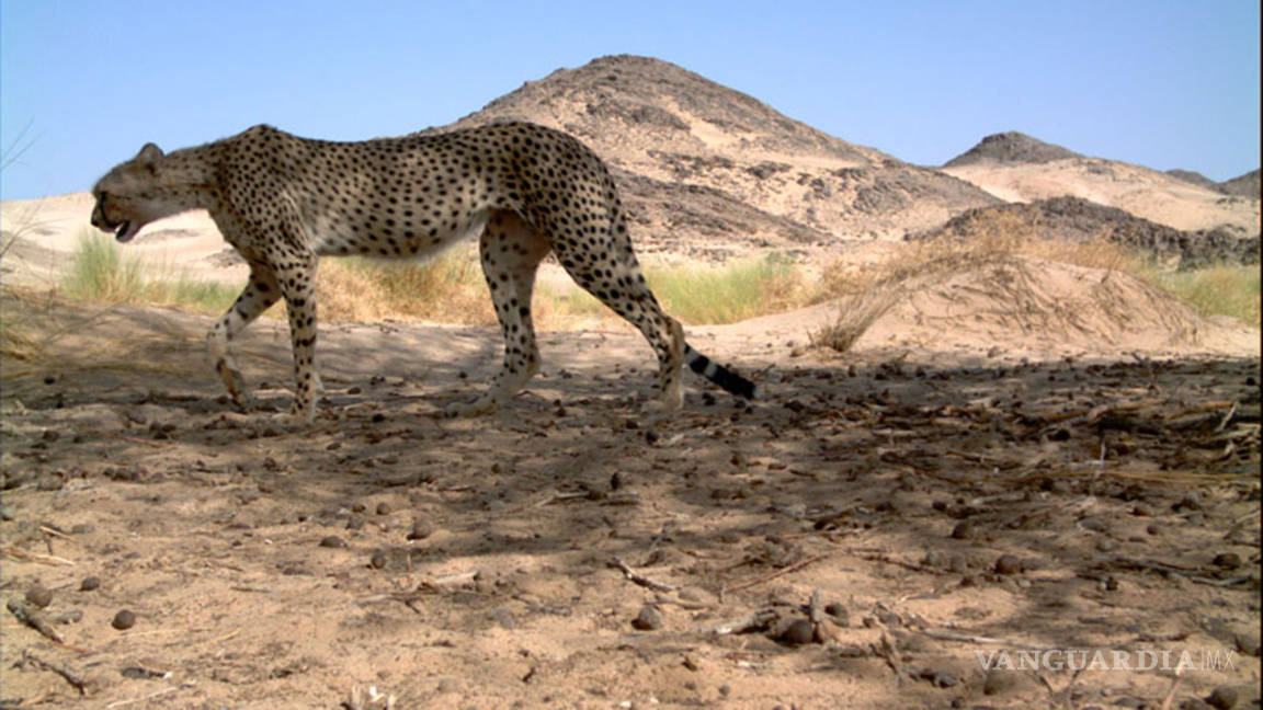 Avistan por primera vez en 10 años en Argelia un &quot;guepardo del Sahara&quot;
