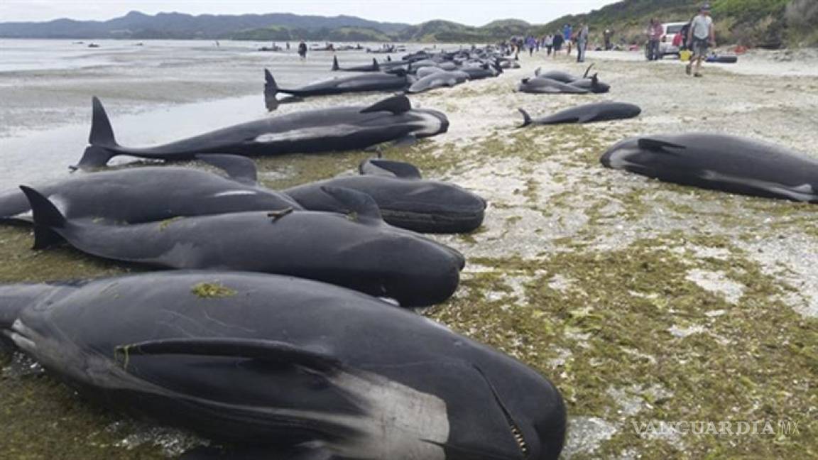 Mueren cerca de 300 ballenas piloto varadas en Nueva Zelanda