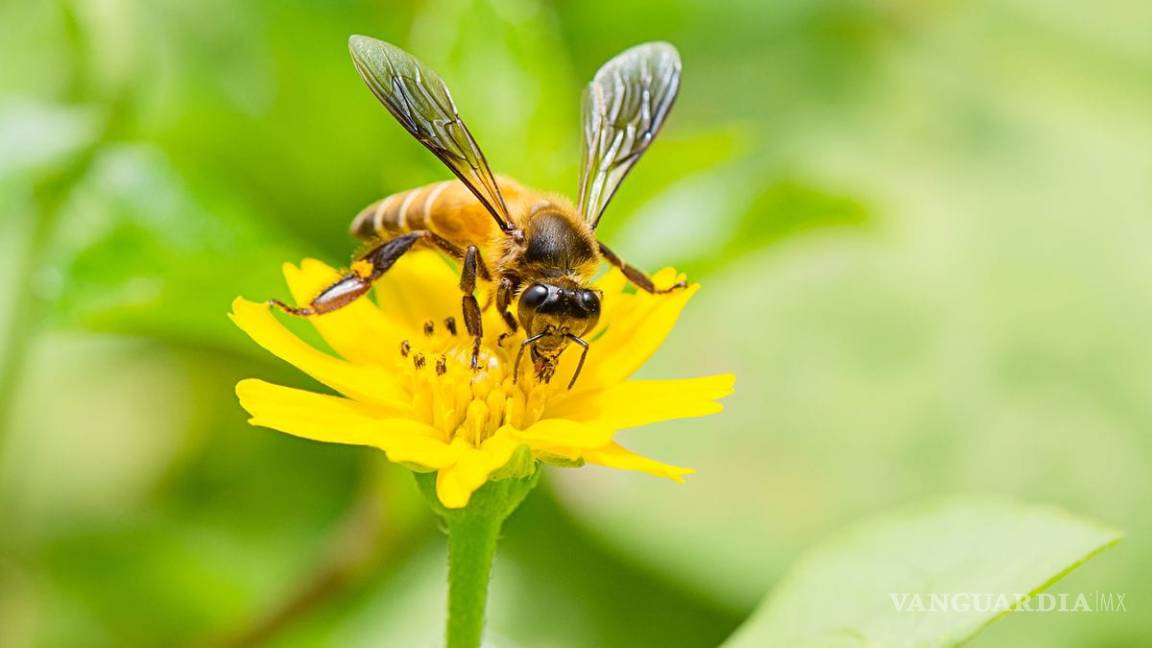 EU desarrolla programa para usar insectos como arma biológica: revista Science