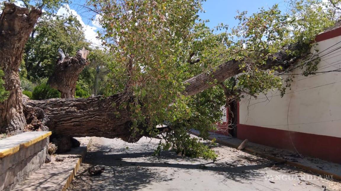 Cae árbol de más de 150 años en Parras; vecinos denuncian falta de mantenimiento municipal