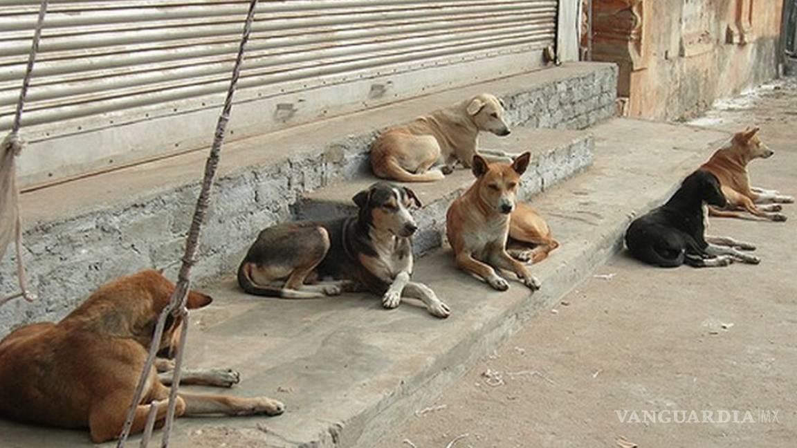 $!Muchos dueños permiten que los perros deambulen libremente en la calle para que consigan su alimento como puedan.