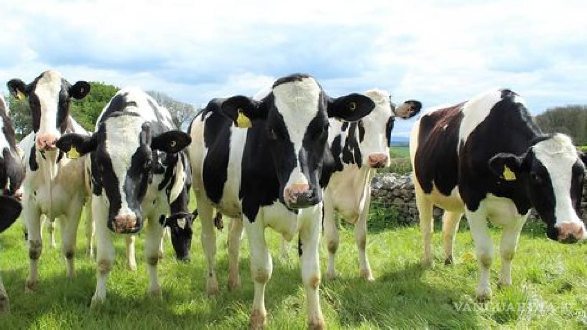 $!Quienes se pronuncian contra la industria lechera, usan la defensa de los animales como uno de sus argumentos.