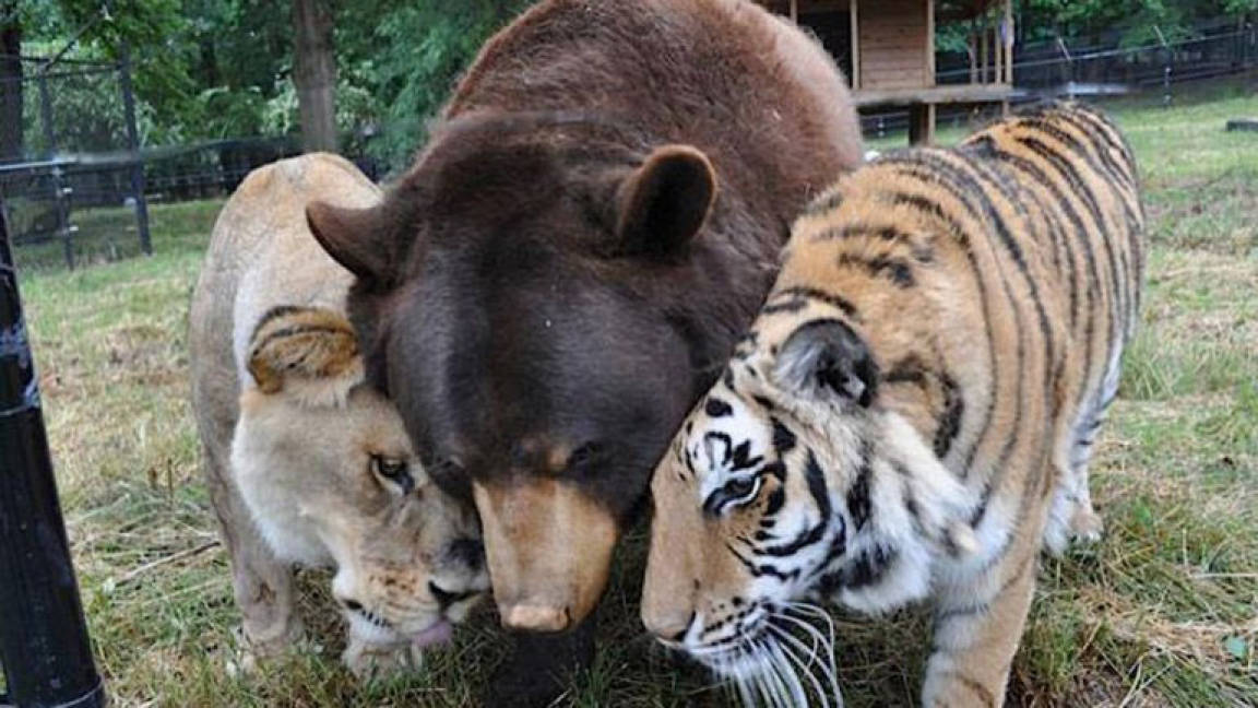 $!La increíble amistad entre un oso, un león y un tigre