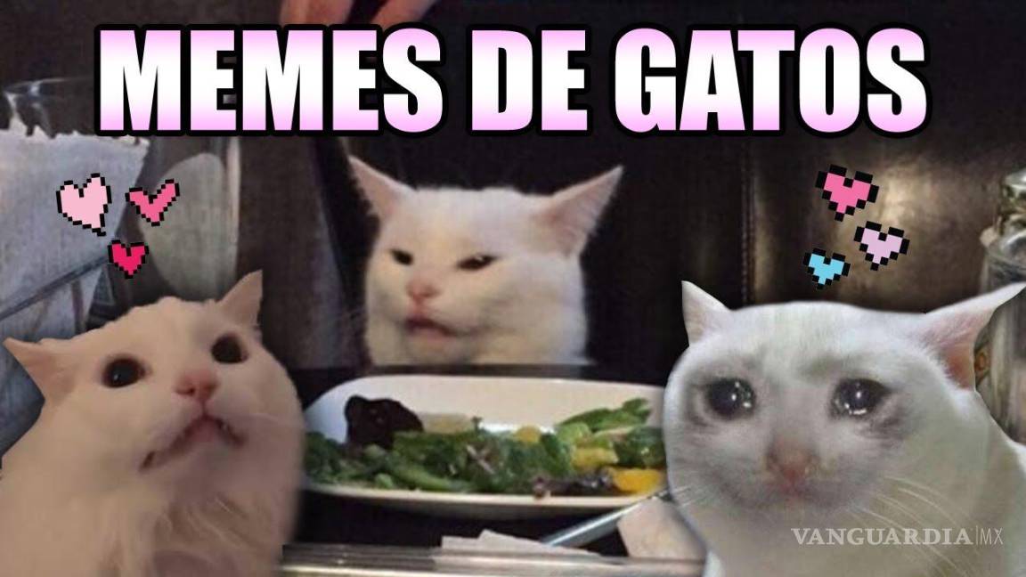 ¿Michilover? estos son los memes que debes ver este Día Internacional del Gato