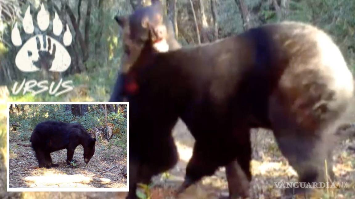 Captados en video: dos osos peleando y una osa embarazada en la Sierra de Zapalinamé