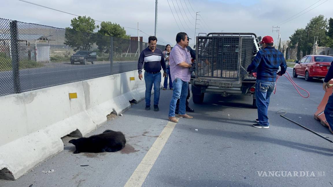Rescatan a oso herido en la carretera a Zacatecas