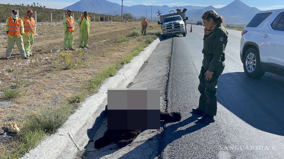 Hallan a oso sin vida en la carretera Saltillo-Zacatecas; habría sido arrollado