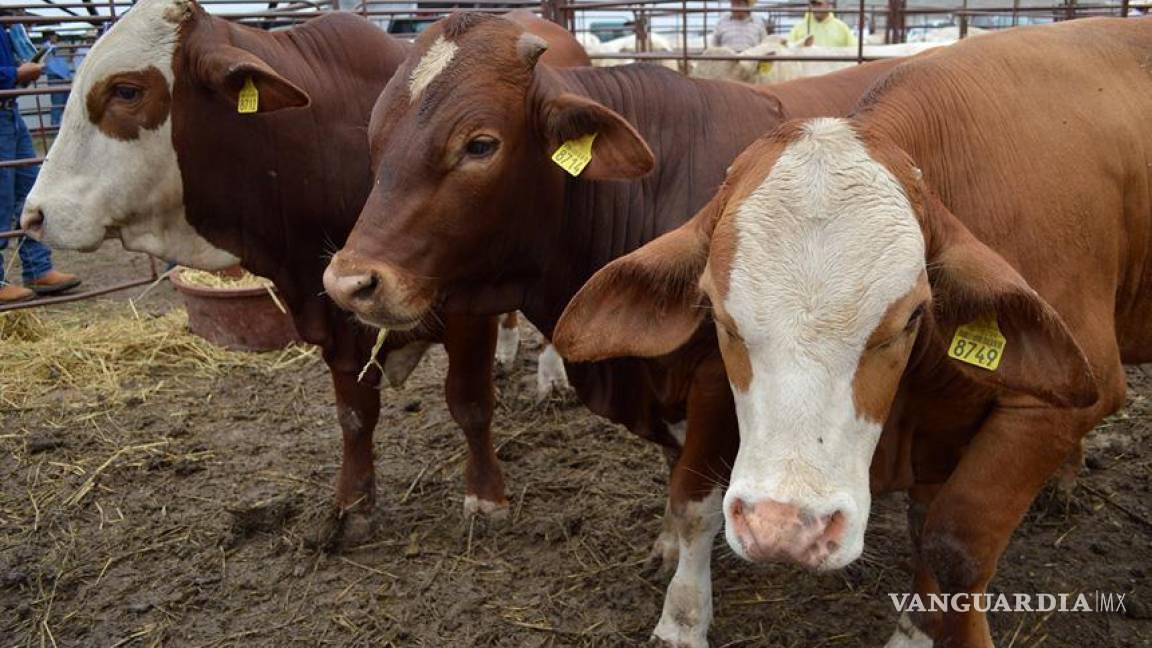 Exportación de ganado detenida: Coahuila enfrenta una crisis sanitaria