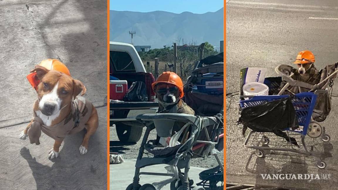 $!Perrito se hace viral en redes sociales. ‘Fantasma’ acompaña a su dueño por las calles de Saltillo.