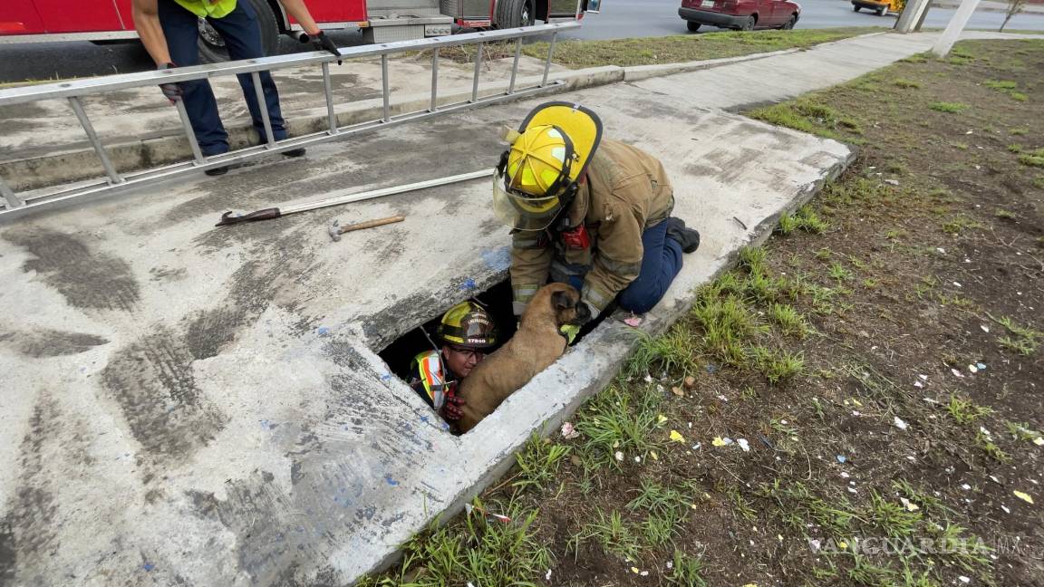 Bomberos de Saltillo rescatan a perrito callejero atrapado en alcantarilla