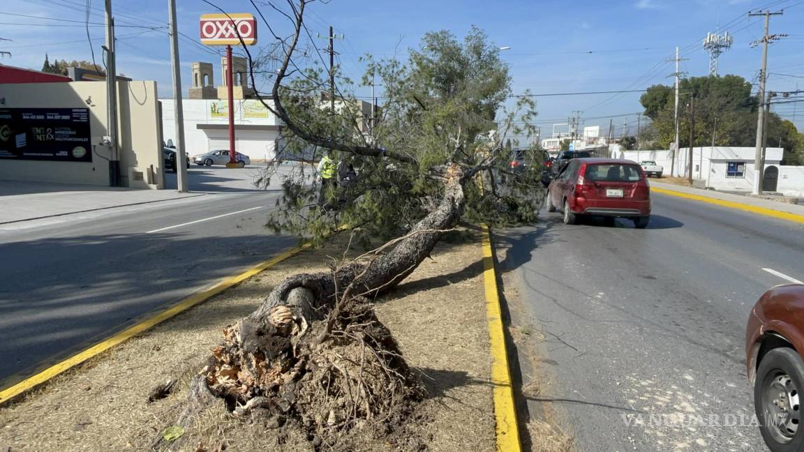 Saltillo: tráiler derriba árbol en Valdés Sánchez; conductor intentó huir