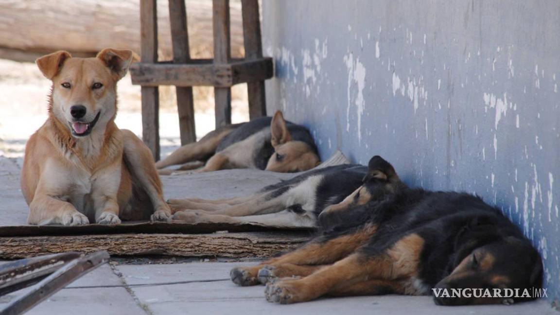 Saltillo: al año se sacrifican más de 3 mil 700 perros y gatos abandonados
