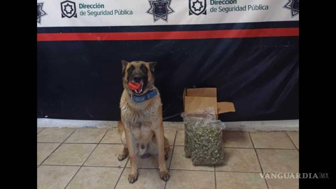 Detecta mariguana en empresa de paquetería el Escuadrón Canino de Torreón