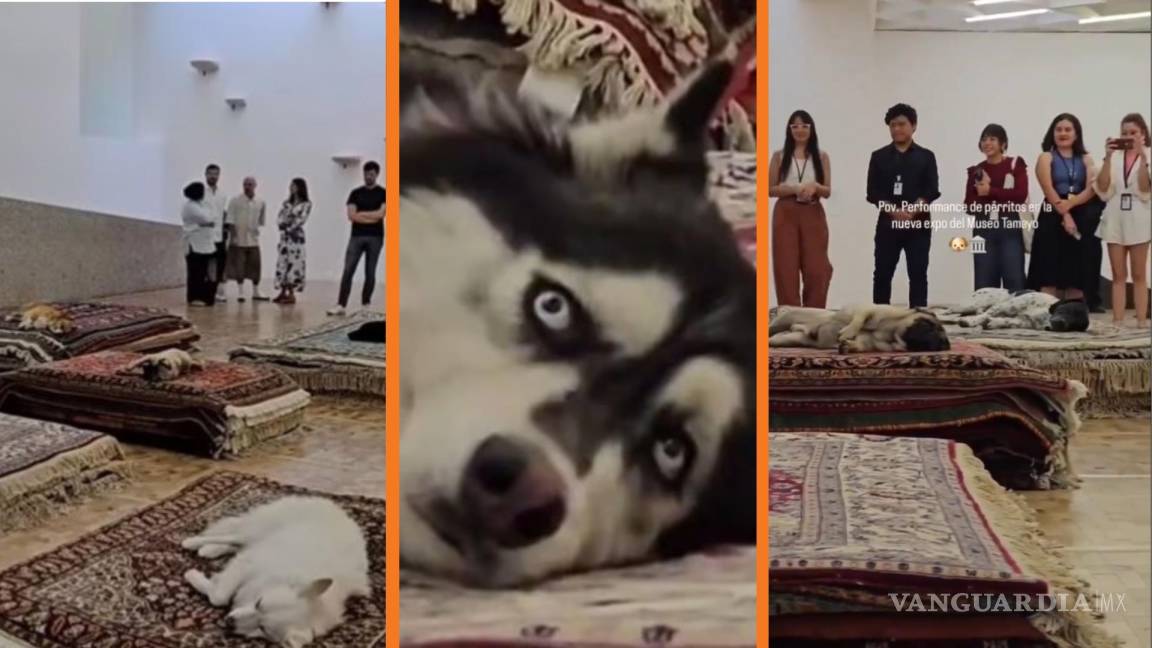 ¿Qué sabemos de la exposición ‘Casts’ en Museo Tamayo con perros reales que permanecen inmóviles?