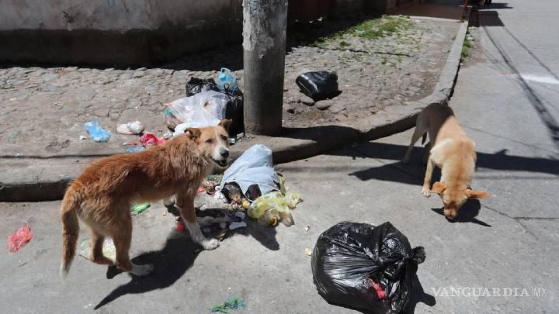 No cede sobrepoblación de perros callejeros en Piedras Negras, a pesar de campañas de esterilización