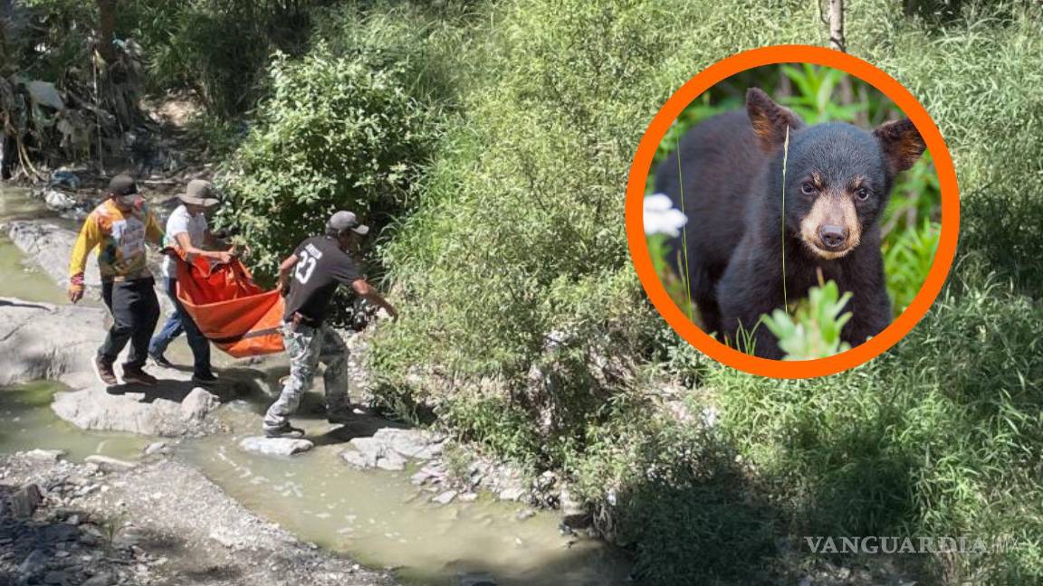 Capturan a osezno de 1 año en arroyo al suroriente de Saltillo; autoridades lo devuelven a su hábitat