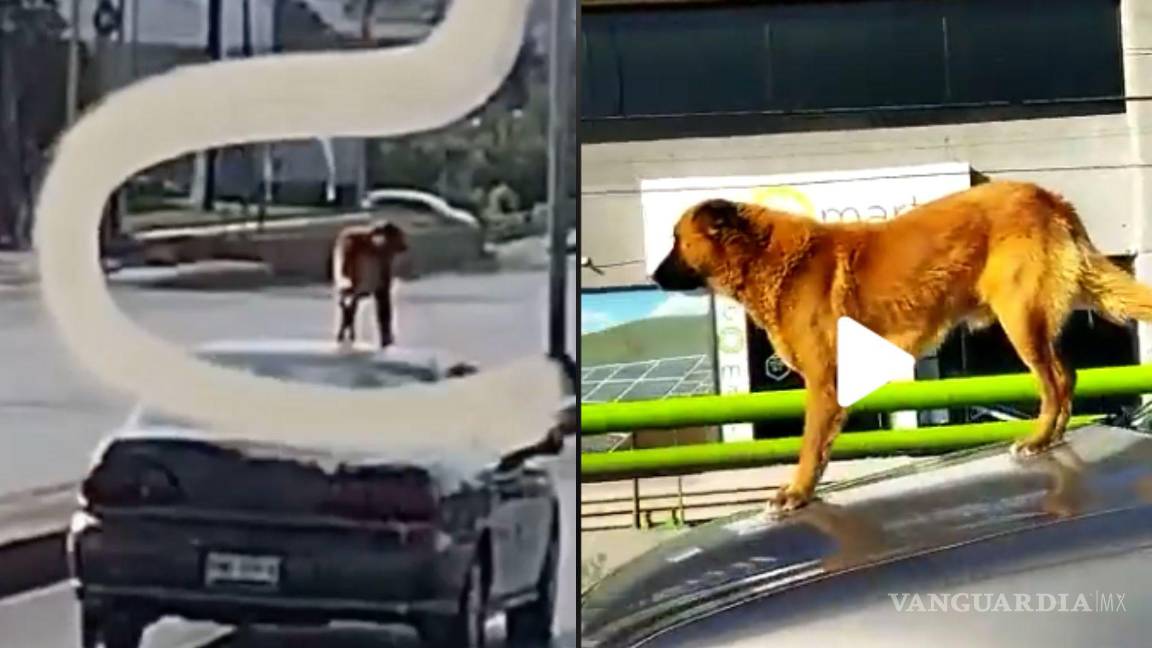 Graban a perro ‘paseando’ en cofre y techo de vehículo en Saltillo; Reglamento lo prohíbe (videos)