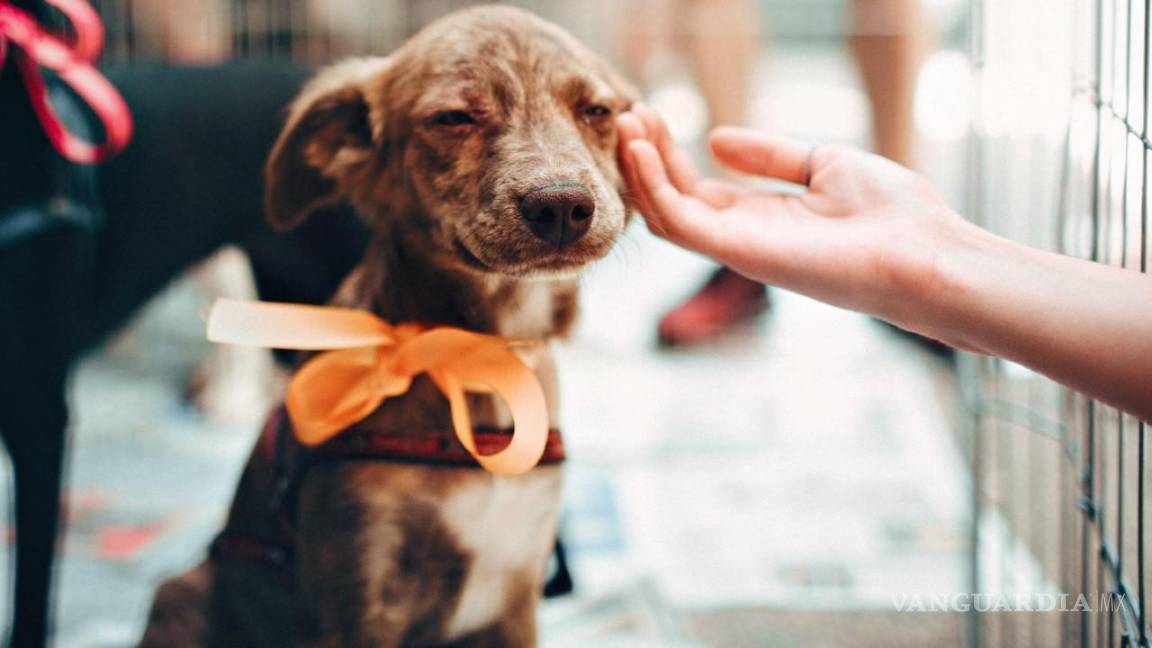 Abre Acuña campaña de adopción de mascotas en la Unidad de Protección Animal