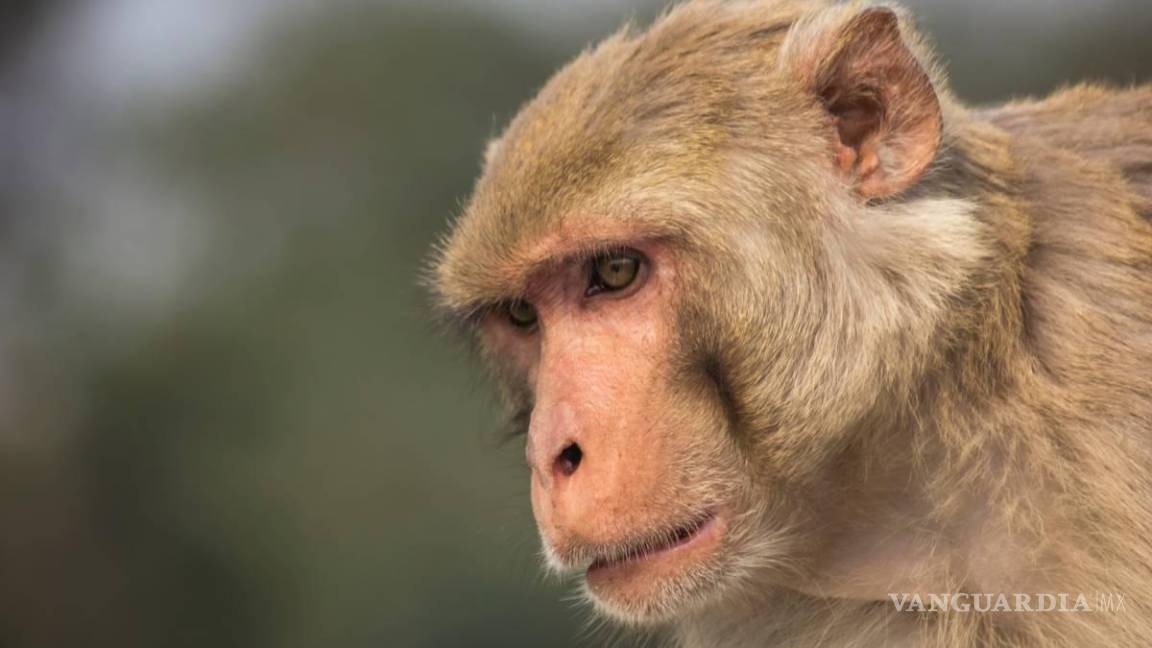 Llega viruela del mono a América: confirma Estados Unidos primer caso
