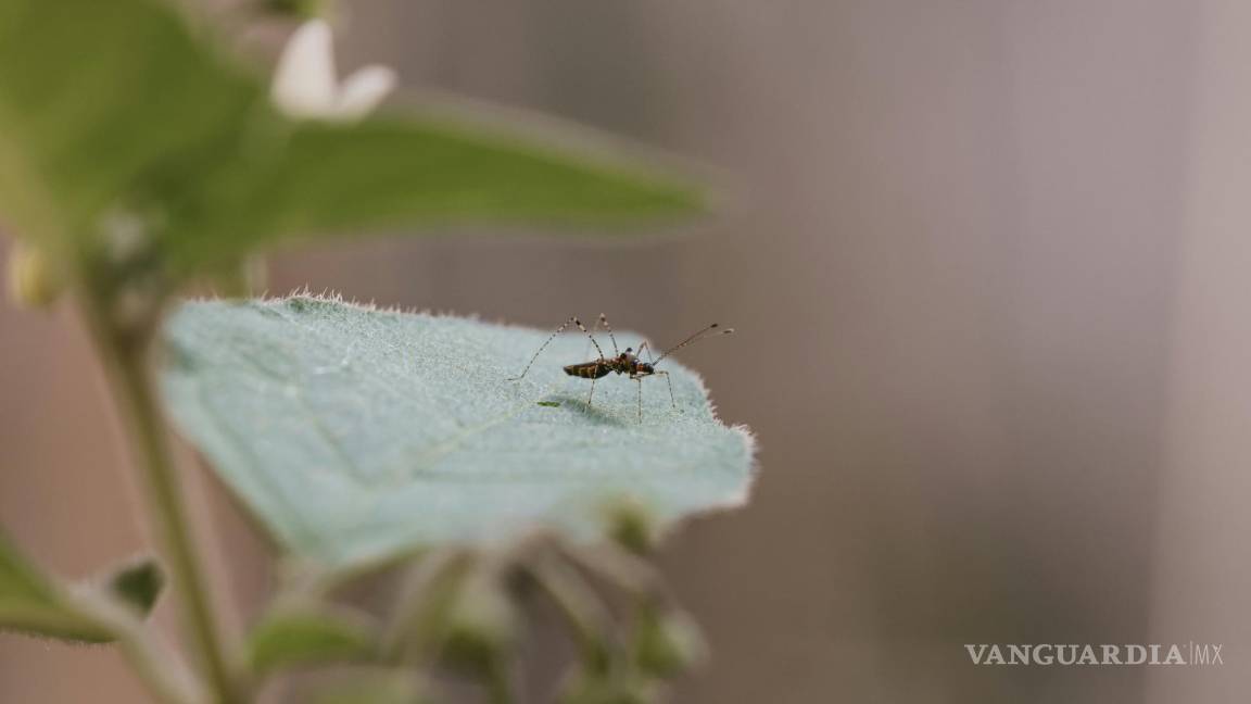 Se espera que casos de dengue sigan aumentando en Saltillo ante las altas temperaturas