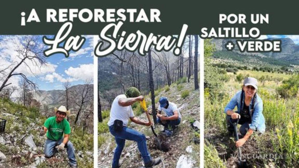 Atención al ‘llamado verde’: buscan voluntarios para plantar 600 pinos en Arteaga