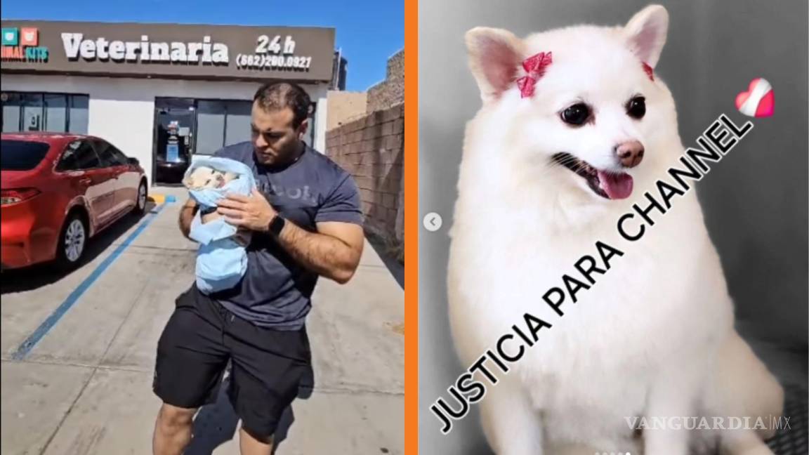 Denuncian muerte de la perrita ‘Channel’ en una veterinaria de Sonora; Fiscalía asegura clínica