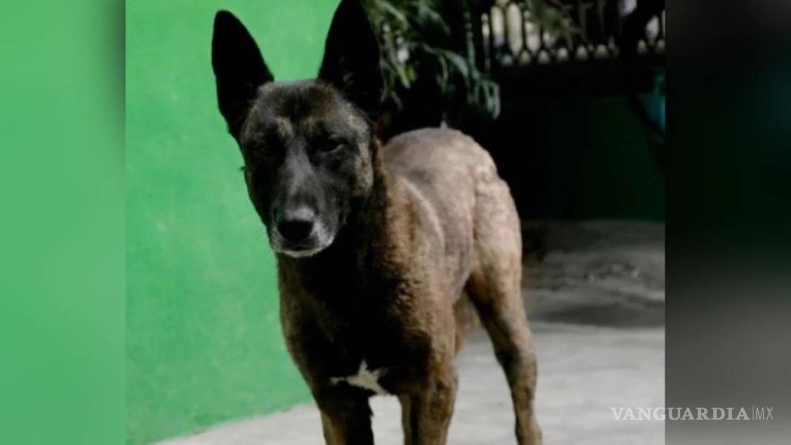 $!El perro de raza pastor belga permaneció varios días bajo observación antes de que se confirmara su sacrificio como medida de seguridad.