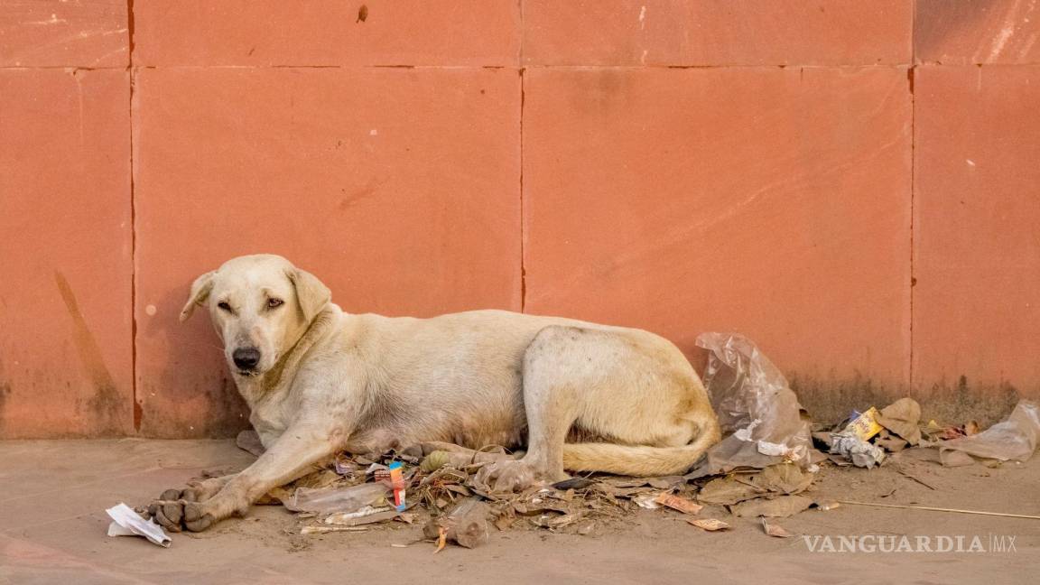 Piden no ‘asesinar’ perros callejeros; invita diputada a la adopción de canes ‘criollos’ en Saltillo