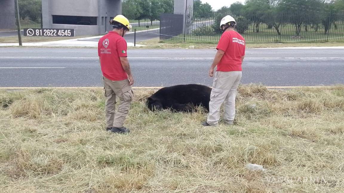 Localizan cuerpo de oso arrollado sobre la Carretera Nacional, en Nuevo León