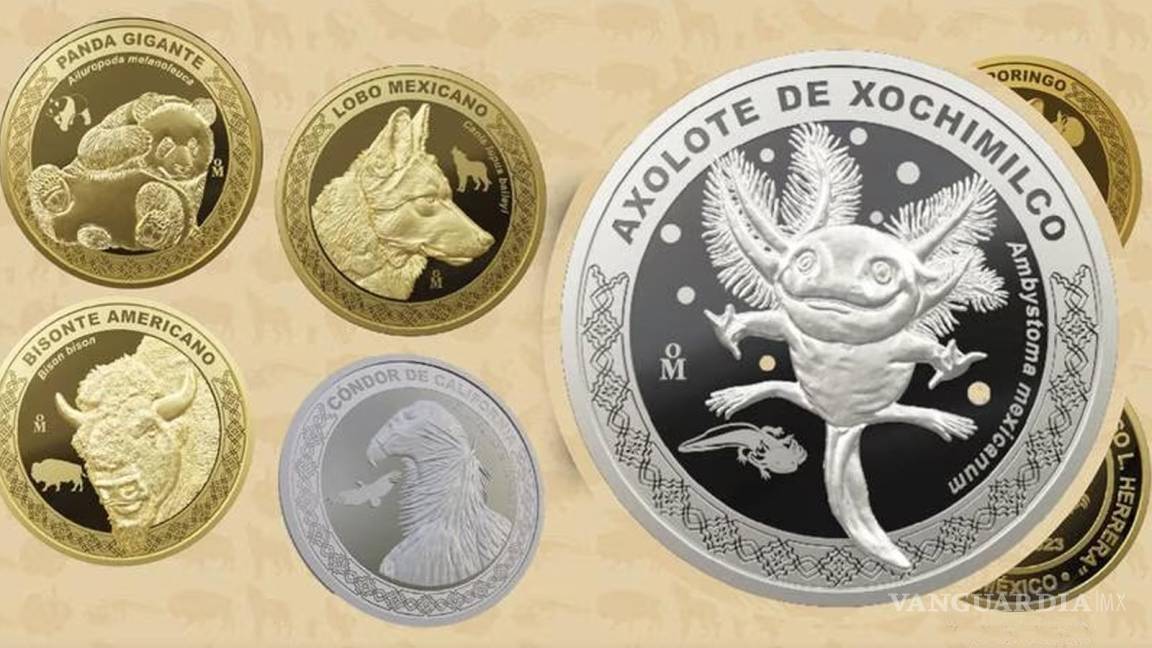 Lanzan nueva moneda del Ajolote... ¿Dónde la consigo y cuál es su precio? (video)