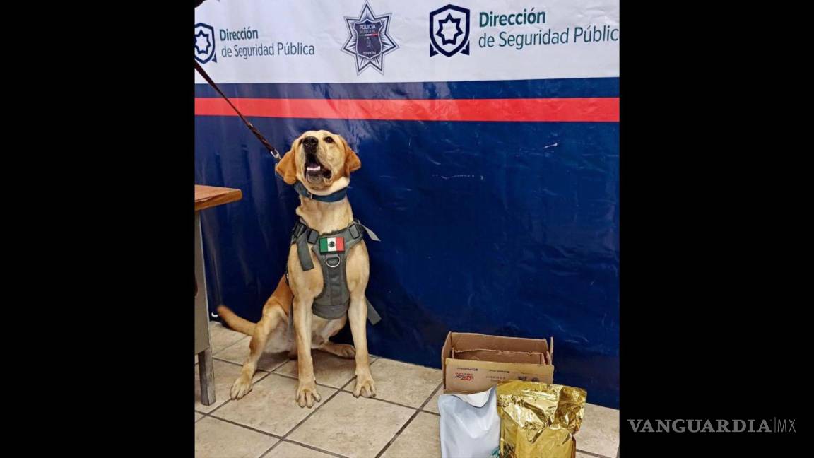 Escuadrón canino de la Policía de Torreón asegura mariguana en empresa de paquetería