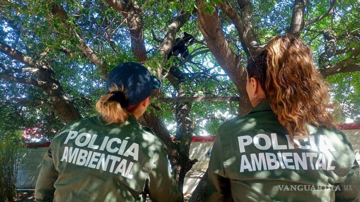 $!Elementos de la Polcía Ambienta participaron la captura de una osa y un osezno.