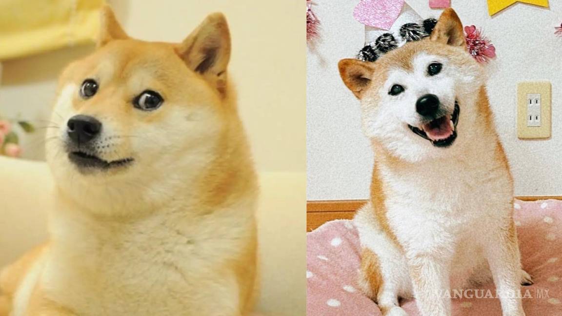 Fallece ‘Kabosu’, la perrita del meme ‘Doge’, a sus 18 años