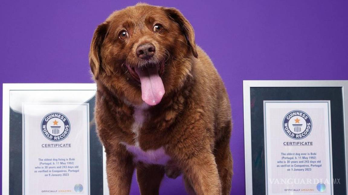 ¡Hasta luego, amigo! Muere Bobi, el perro más longevo del mundo, a sus 31 años con 165 días