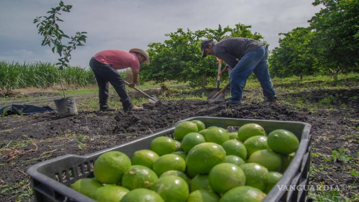 Por extorsiones, productores de limón en Michoacán entran paro indefinido