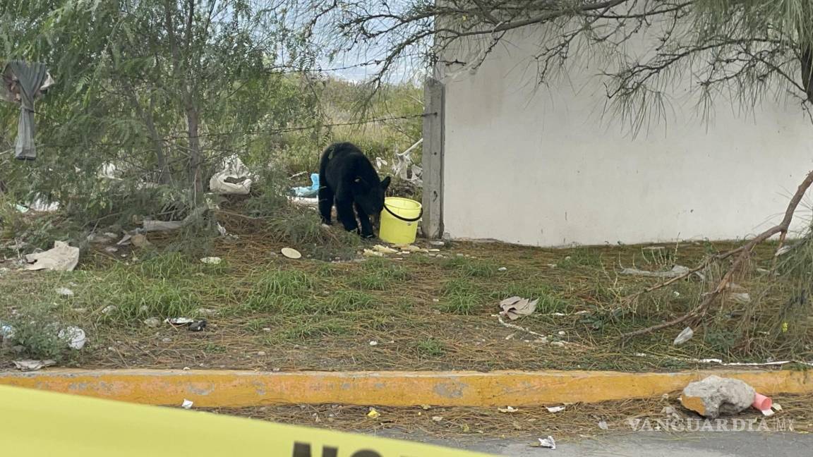 Reportan ejemplar de oso negro en campus de la UAdeC