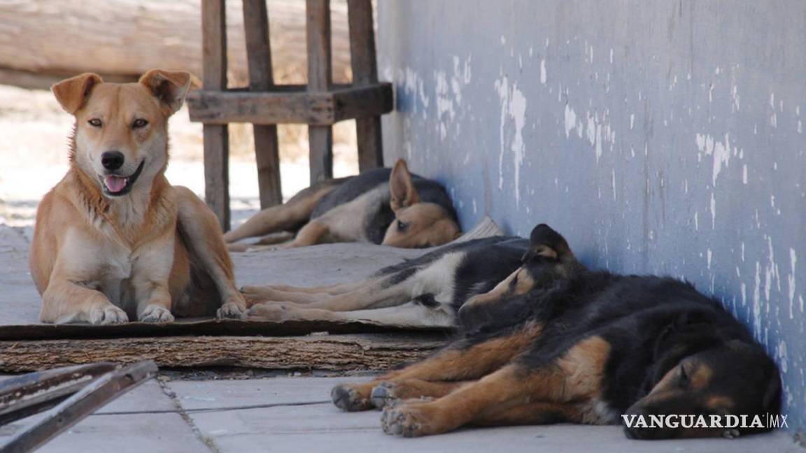Rebasados albergues, hogares, pensiones y veterinarias de animales rescatados en Saltillo: ADAC