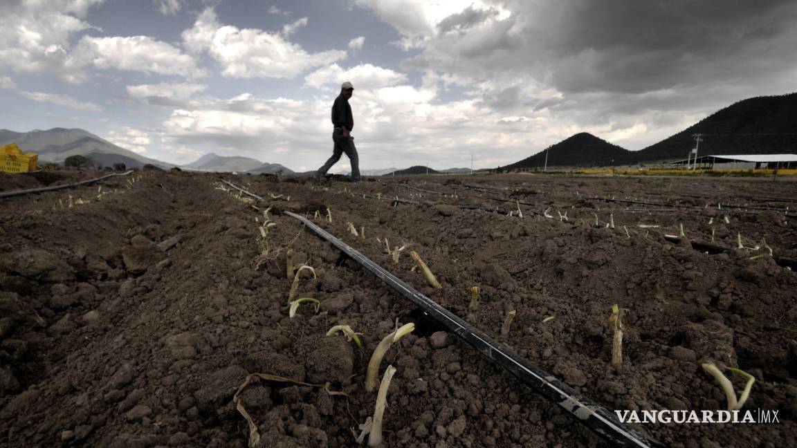 Peligran cosechas de otoño en campo coahuilense; faltan recursos y trabajadores por cambios de la federación