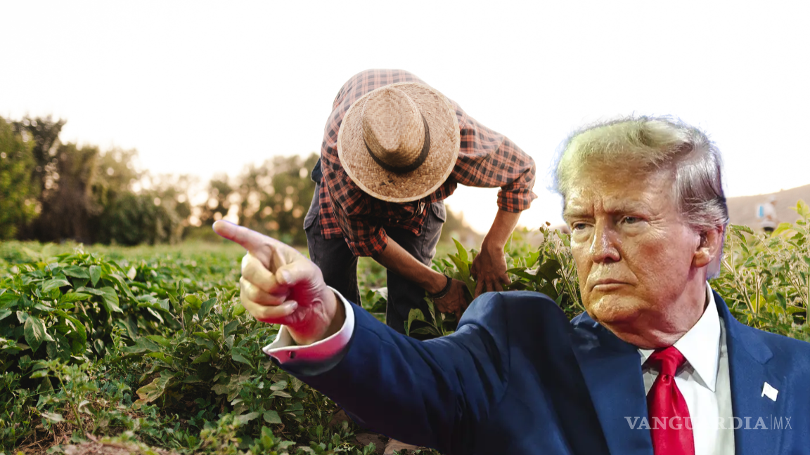 ‘No habrá amnistía’: Trump sobre los trabajadores migrantes en las zonas agrícolas