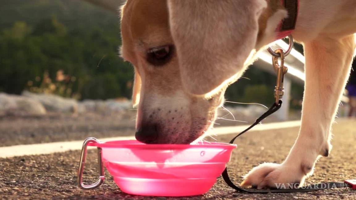 ‘Dejemos agua en las banquetas’; proponen en redes auxiliar a perros ante ola de calor en Saltillo