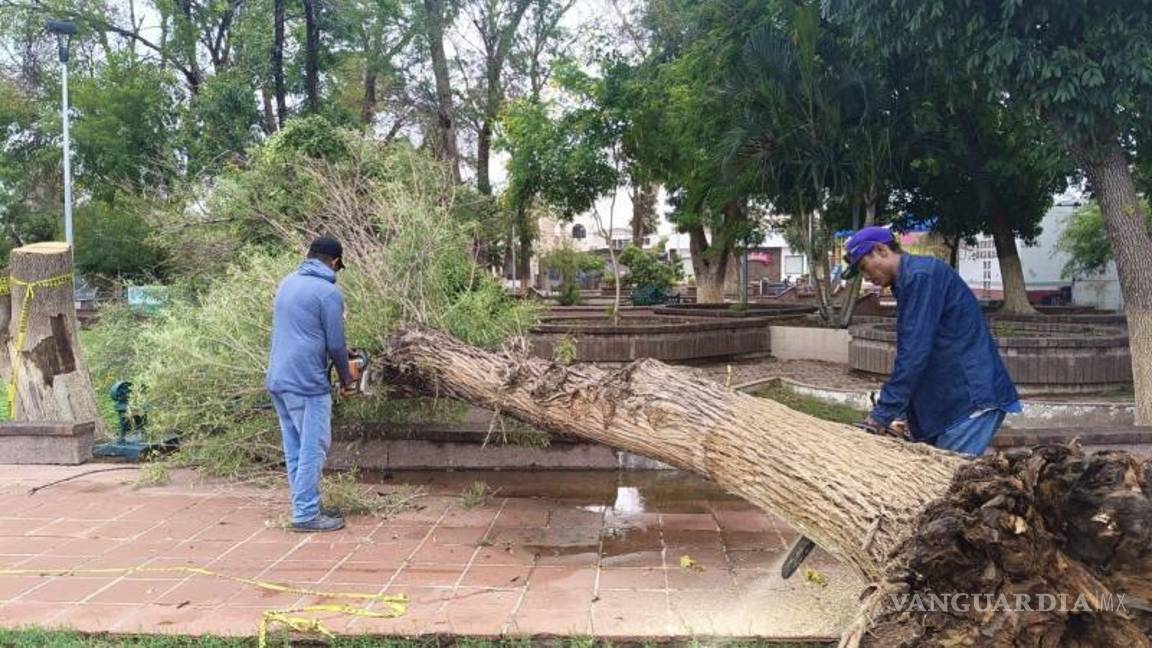 $!Cuadrillas atendieron árboles caídos en diversos puntos, incluyendo el Estadio Revolución, la Escuela Burgos y Miguel Hidalgo y Costilla.