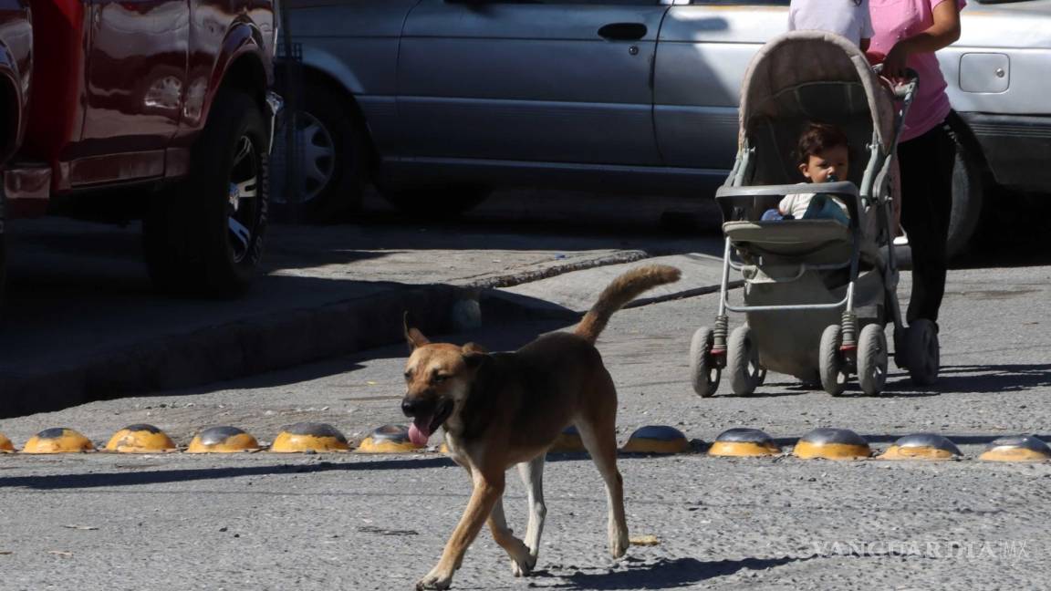 Vecinos de la colonia Eulalio Gutiérrez en Saltillo piden ayuda por ataques de perros callejeros