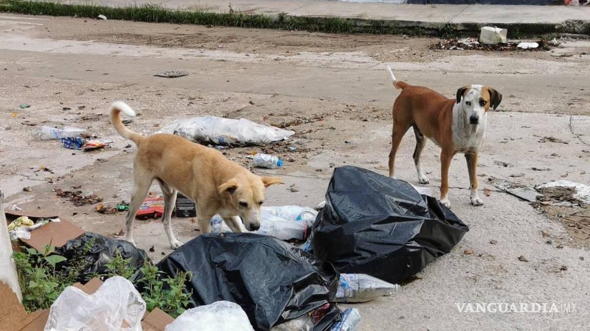 Masivo envenenamiento de perros y gatos en Oaxaca; ciudadanos piden justicia