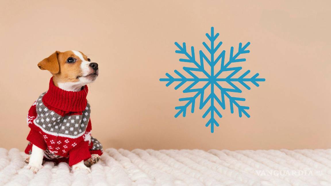 Amantes de los animales piden resguardarlos ante onda gélida en Saltillo