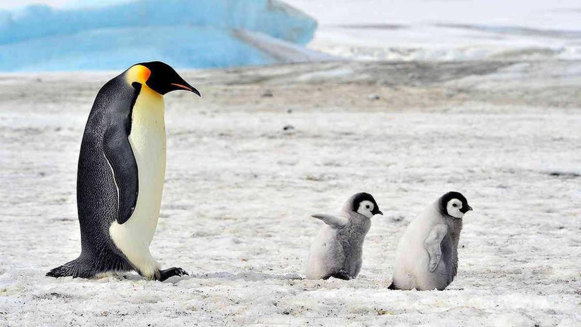 Ofrece Antártida hasta 2 mil euros mensuales... ¡por contar pingüinos!