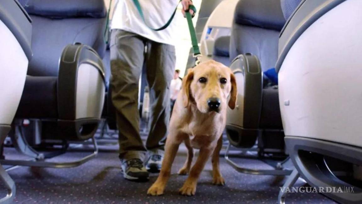 ¿Se puede viajar con perros de apoyo emocional? Mujer es obligada a bajar de avión por esta razón