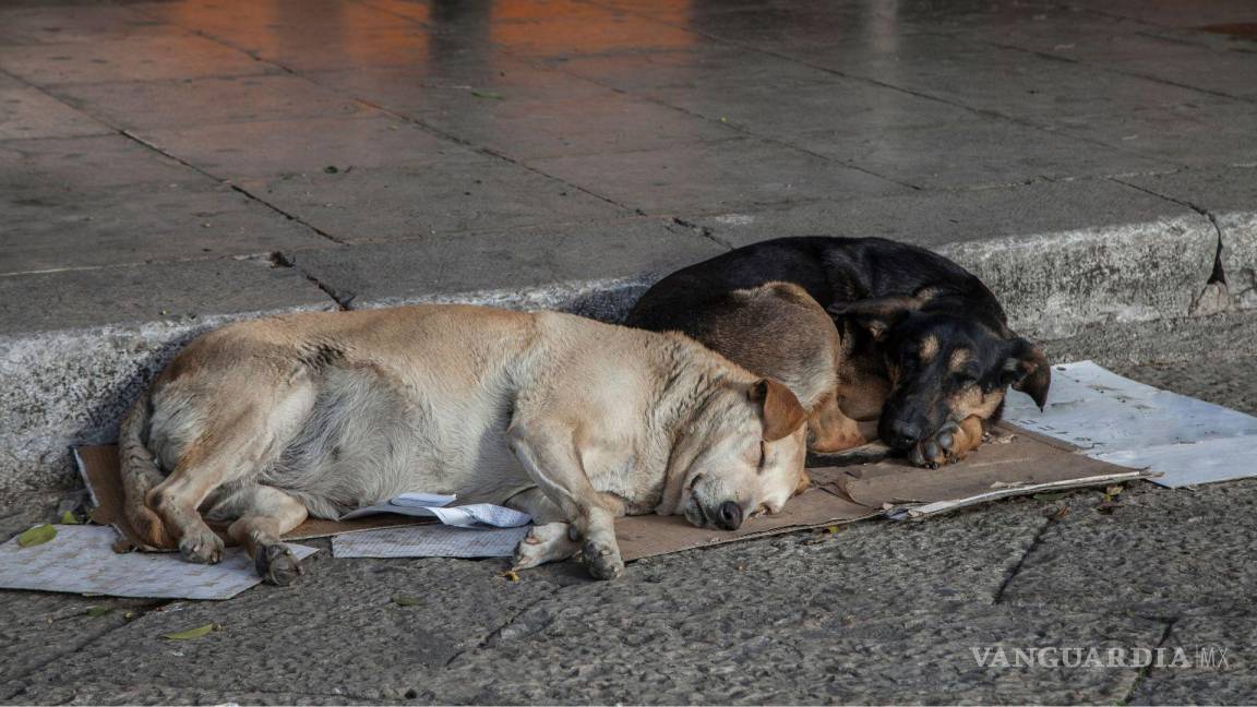 En el año, más de 500 perros callejeros fueron sacrificados en Saltillo; invitan a la adopción