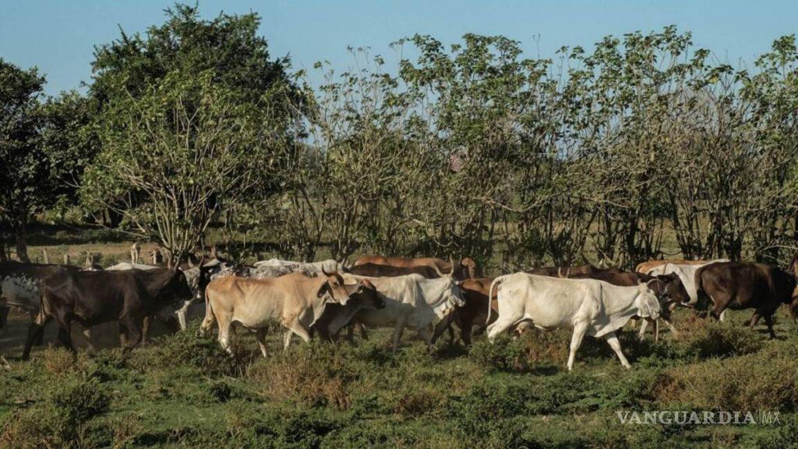 Pedirán a Claudia Sheinbaum apoyo a ganaderos y obreros en Coahuila