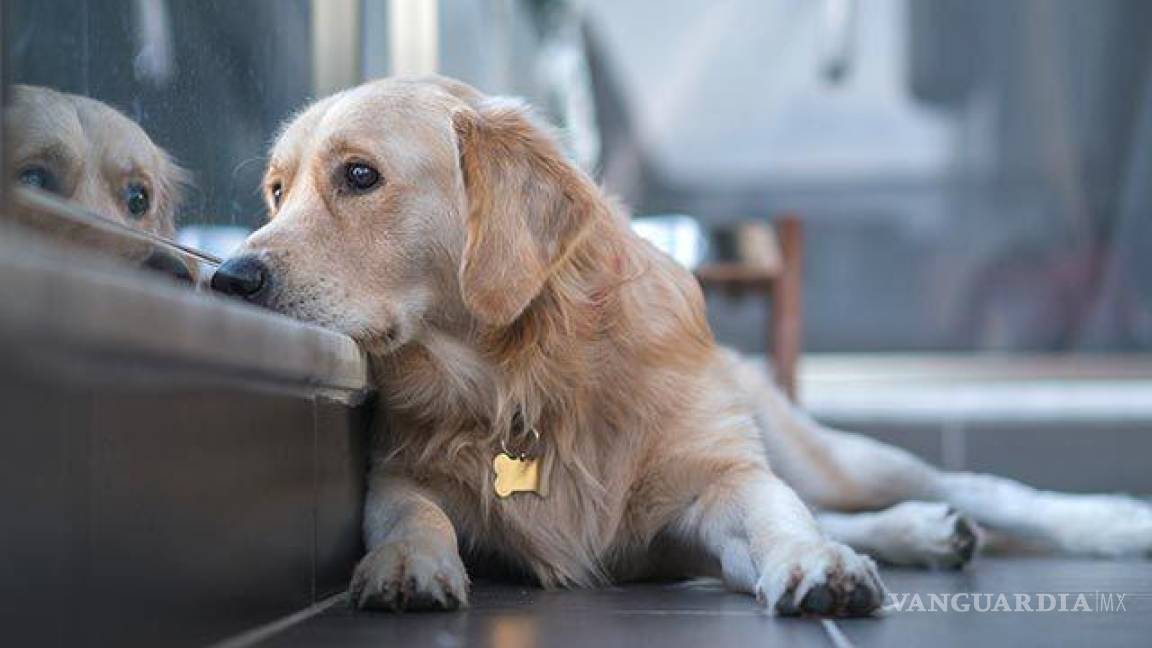 ‘Acondicionemos el espacio de los perros’; reacciones tras accidente doméstico causado por lomito en Saltillo