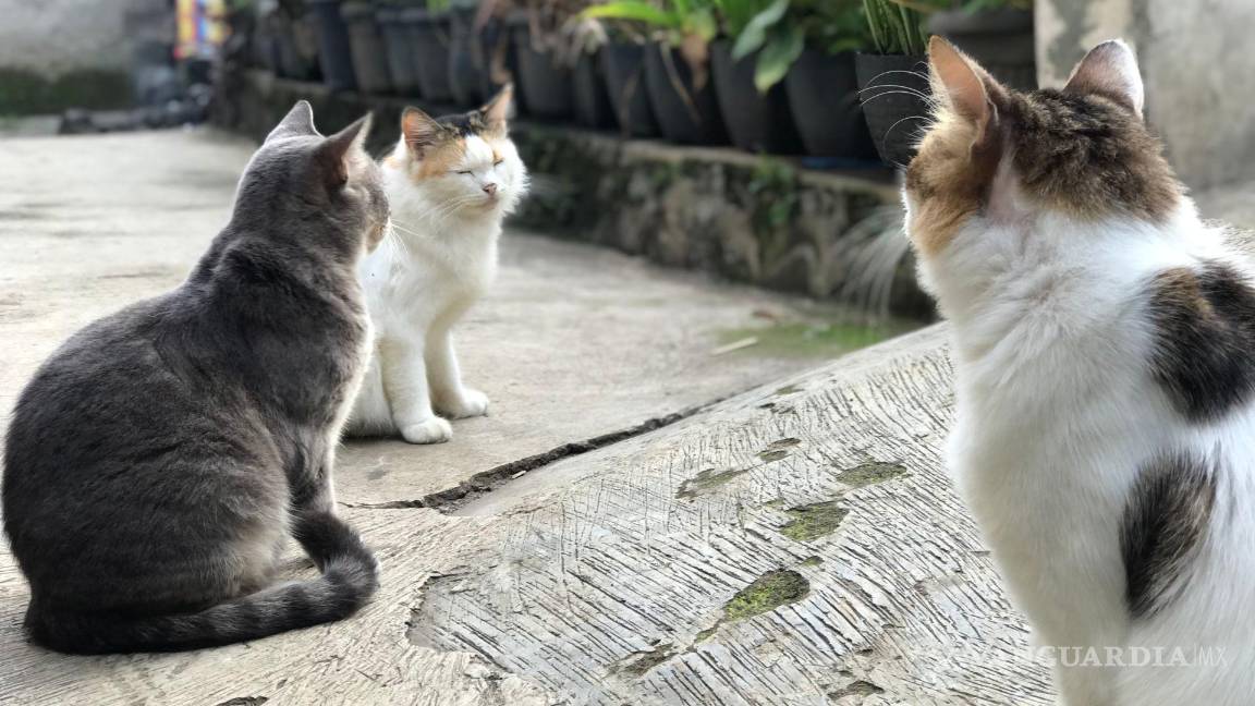 $!Sporothrix brasiliensis, el hongo que gatos pueden transmitir a humanos